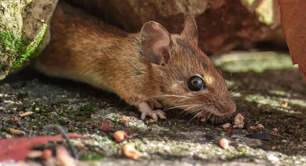 Миші йдуть назавжди: секретний бабусин рецепт із борною кислотою, який працює швидше за будь-яку пастку 