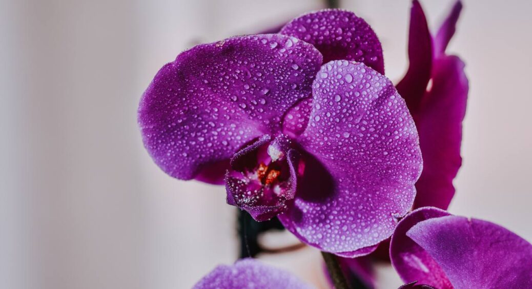 Орхідея зацвіте прямо на очах: додайте у воду для поливу 200 г цього дієвого порошку – купа нових стрілок 