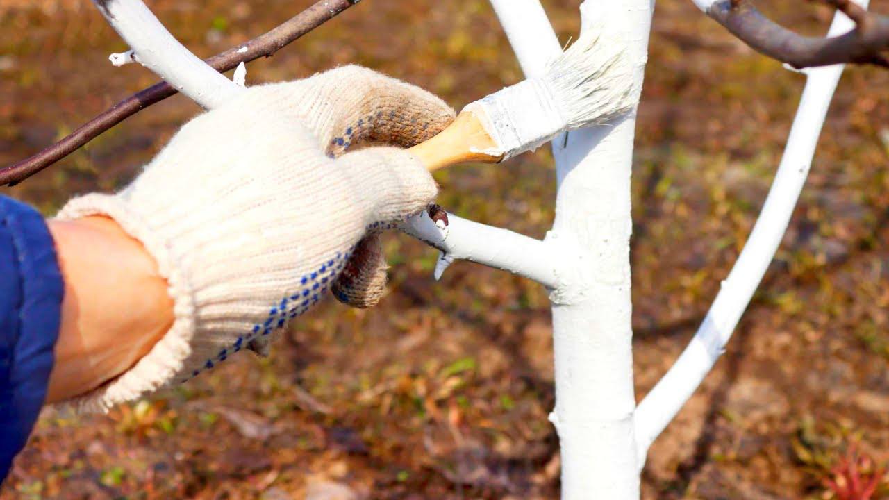 Садівники розповіли, що робити, якщо не встигли побілити дерева до холодів