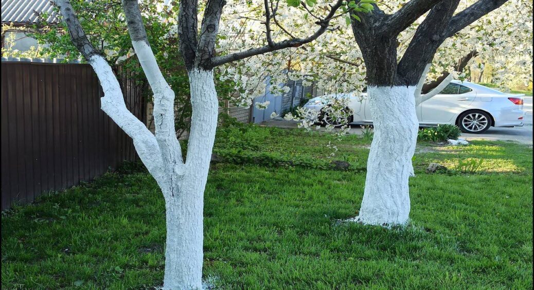 Чоловік кинув палити, а я кинула дерева білити: чому варто перестати це робити навесні – повинен знати кожен 