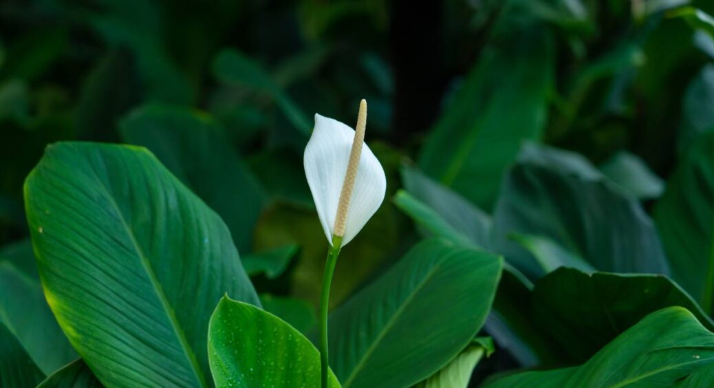 Додала всього лише 1 ложку – і спатифілум прямо на очах вкрився розкішним цвітінням: розкрито чудо-еліксир 