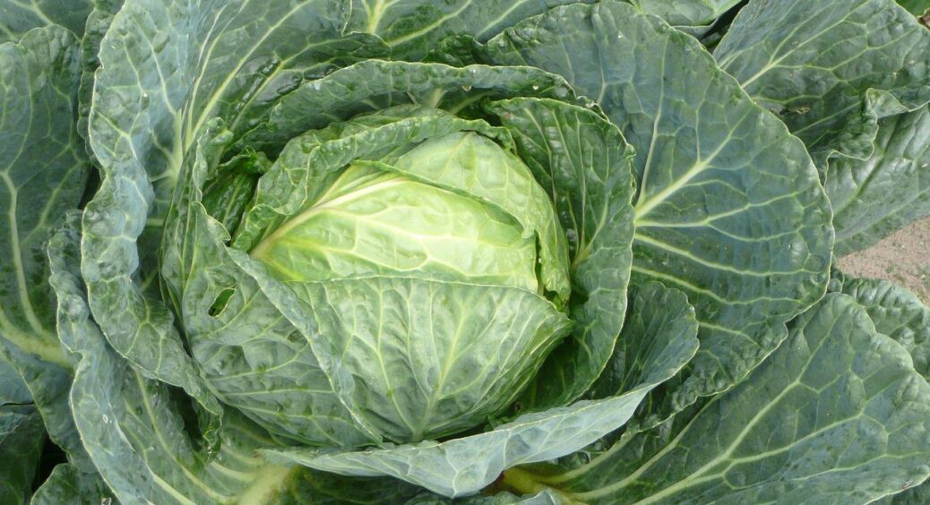 Сусідка побачила мою розсаду і не повірила очам: капуста “вимахала” без підсвітки – розкриваю всі секрети 