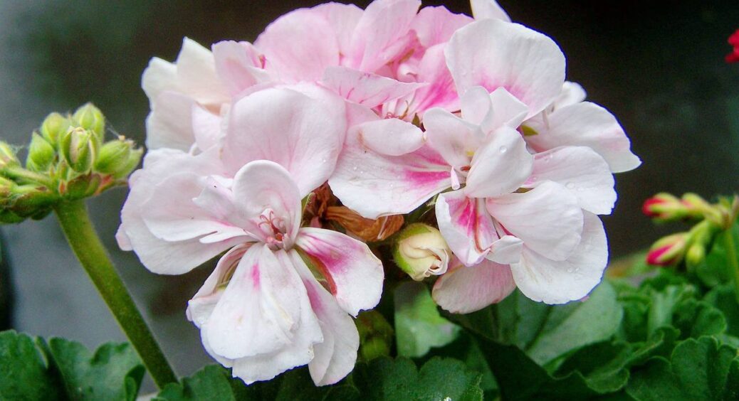 Після цього герань зацвіте, як ніколи раніше: живильна підгодівля з 3-х “дармових” компонентів – вау-ефект 