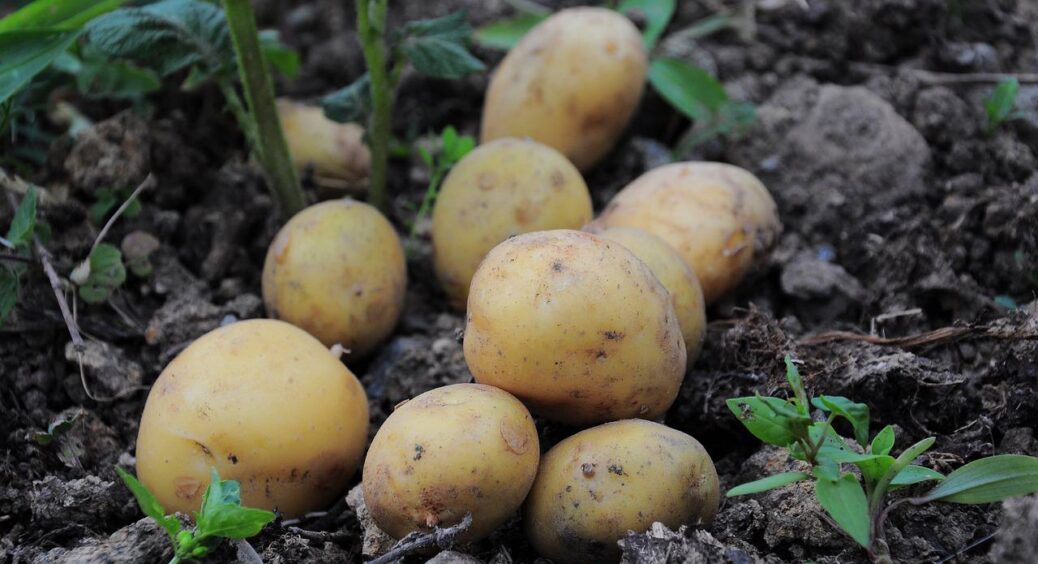 Якщо побачите це на картоплі – викидайте негайно: лікар-токсиколог з 40-річним стажем б’є на сполох 