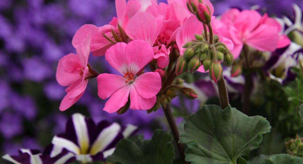 Забула про “лису” герань: 1 елементарний прийом для буйного цвітіння взимку – і пишні шапки радують око 