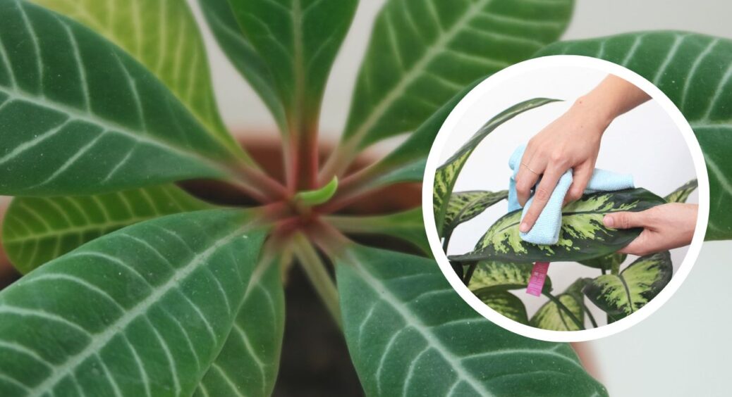 1 пігулка на 1 літр води – і кімнатні квіти співають мені дифірамби: протираю цим розчином усе листя в домі 