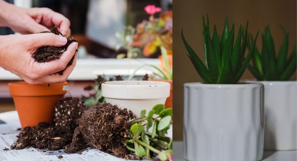 У такому ґрунті виросте все: рецепт універсального субстрату для кімнатних рослин – 0 дорогих “хімікатів” 