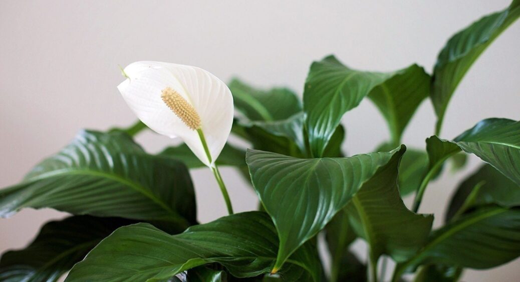 0,5 грамів на 1 літр води – і навіть “сумний” спатифілум приніс мені “Жіноче щастя”: вже готова до одруження 