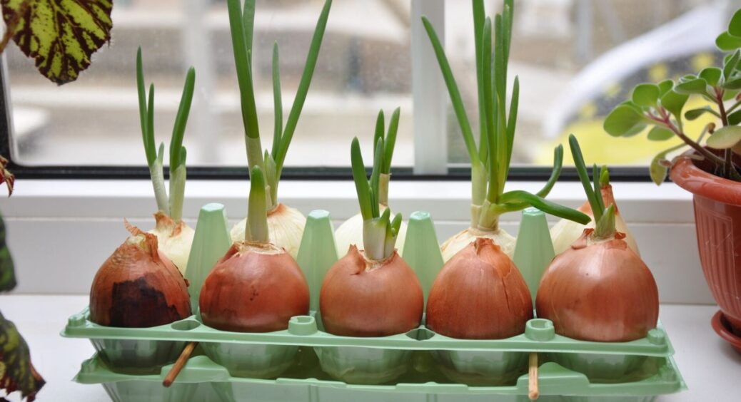 “Знімаю” врожай зеленої цибулі на підвіконні щотижня: секрет не у добривах, він – у звичайній воді 