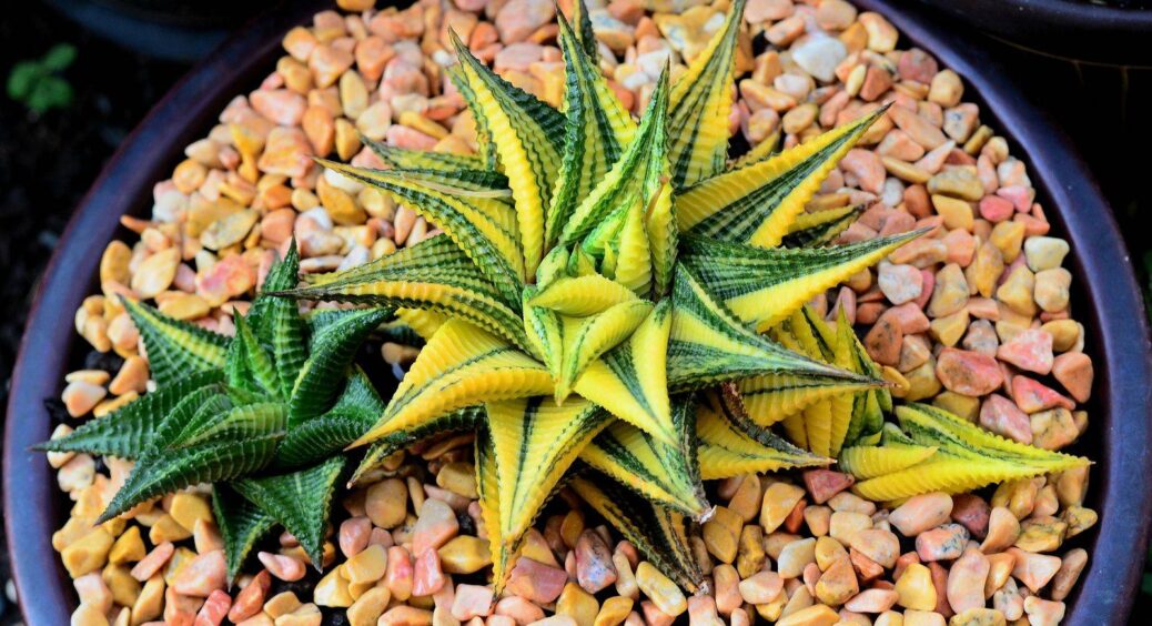 Хавортія – африканська красуня з роду “сукулентів”: колега 3 роки тому подарувала квітку, а я радію і досі 