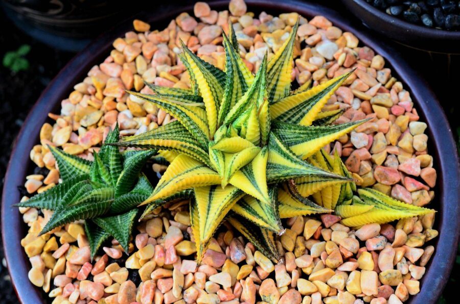 Як доглядати за хавортією в домашніх умовах