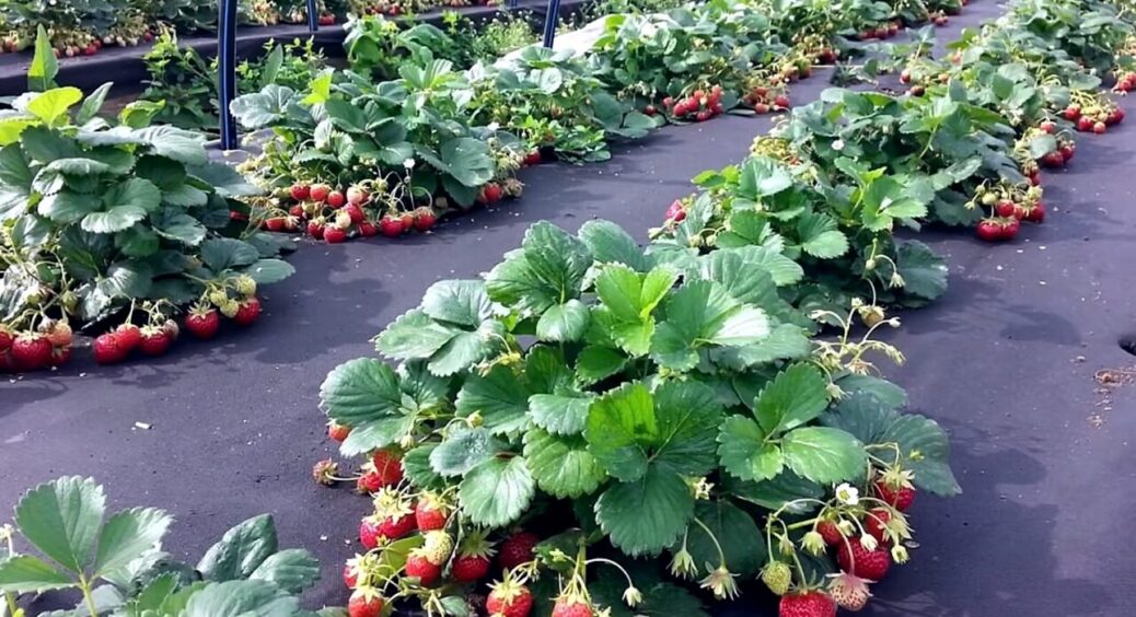 Цієї весни я вперше накрила грядки спанбондом: результат мене вразив, усе зійшло швидше ніж у всіх в 2 рази 