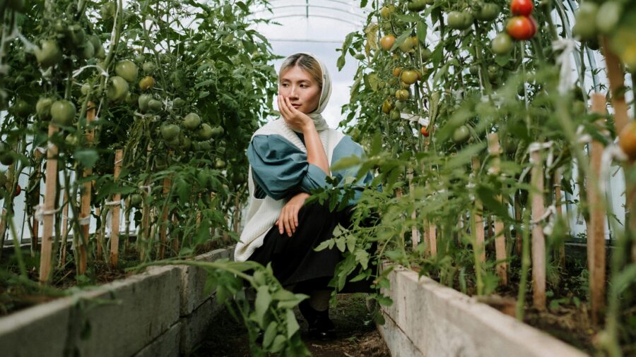 Городники пояснили, яку золу не можна використовувати для підживлення рослин