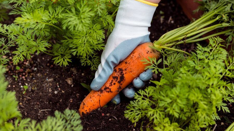 Експерти розповіли, як правильно сіяти моркву на городі