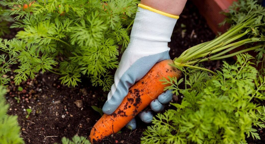 За порадою дідуся поливаю грядки рідким “золотом” – морква виростає солодкою, наче в цукровому сиропі 