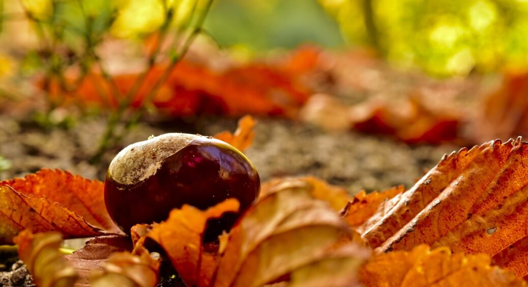 Опале в саду листя не викидаю: роблю з нього добриво, яке навесні покращить родючість ґрунту в 5 разів 