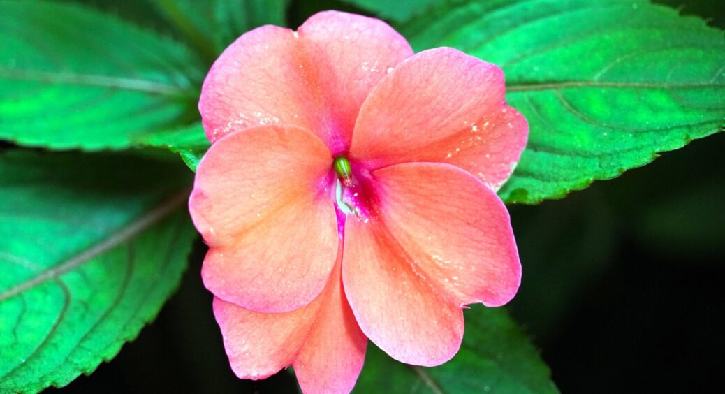 Рік тому перевірила: закопую в грудні пару насінин – до 8 березня на вікні букет, який цвіте 365 днів на рік 