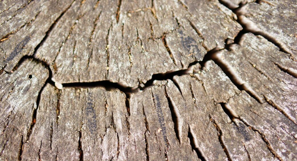 Рятуємо сад від “зимових ран”: народний метод, що вбиває грибки та захищає дерева від “вічного сну” 