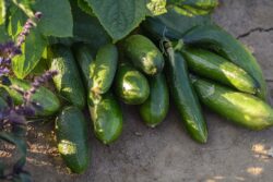 cucumber-3507876_1920 
