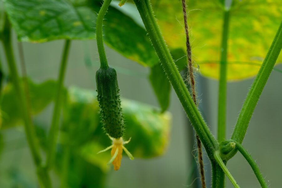 Які сорти огірків не страждають від хвороб