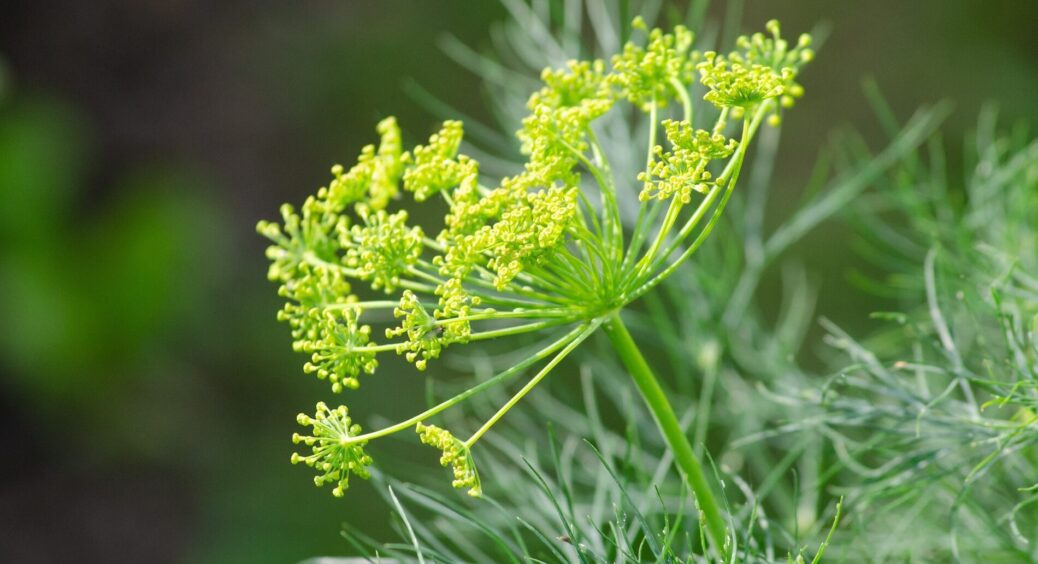 Розумні городники розсипають насіння кропу по всіх грядках: ґрунт просто оживає – і не треба 10 кг перегною 