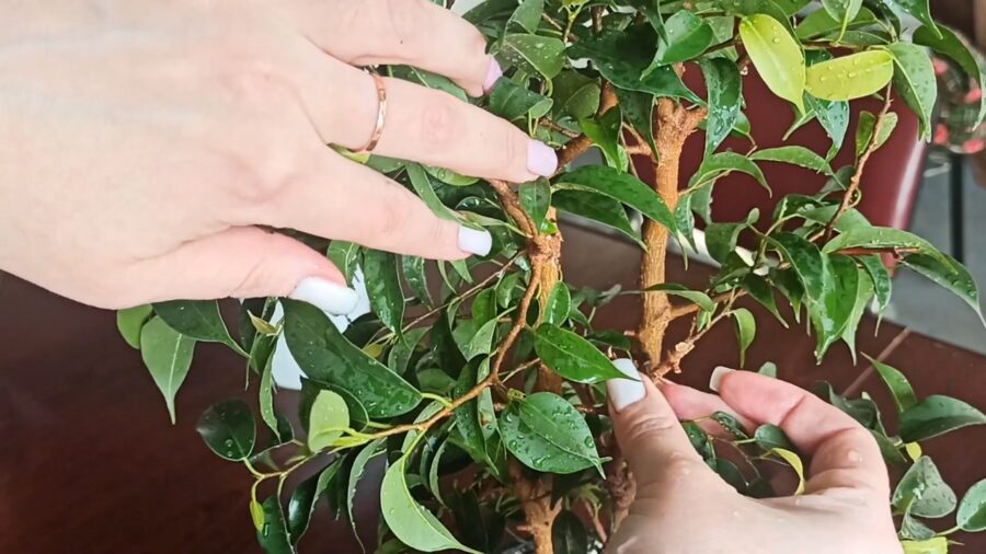 Експерти розповіли, як реанімувати рослини, які почали в'янути