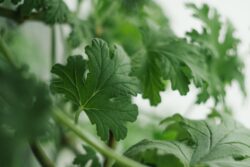 geranium-4287012_1920 