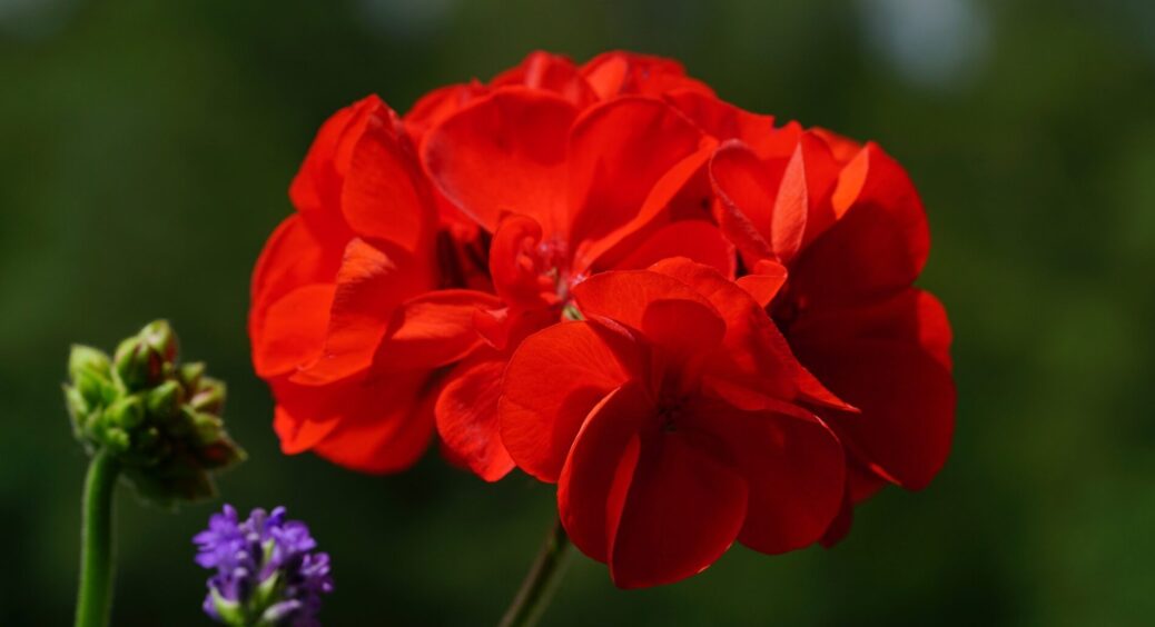 Забудьте про хімію: бананова шкірка допоможе герані цвісти довго і рясно – дізнайтеся, як її використовувати 