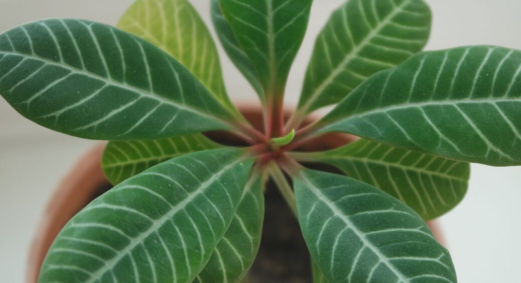 Листя кімнатних рослин блищить, ніби дзеркало: 2 хитрості від подруги-садівниці, як чим витирати зелень 