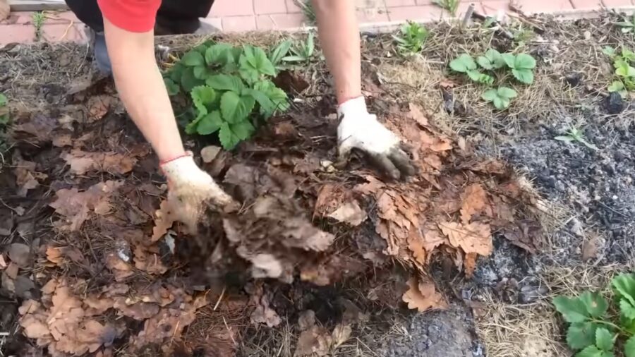 Городники розповіли, як з користю використати опале листя Городники розповіли, як з користю використати опале листя