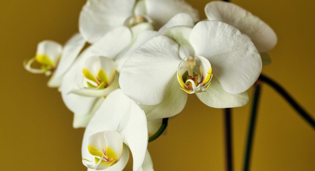 Орхідея миттєво “піднесе” квіткові стрілки: подрібнила у блендері 1 ст. ложку дешевого продукту і прикопала 