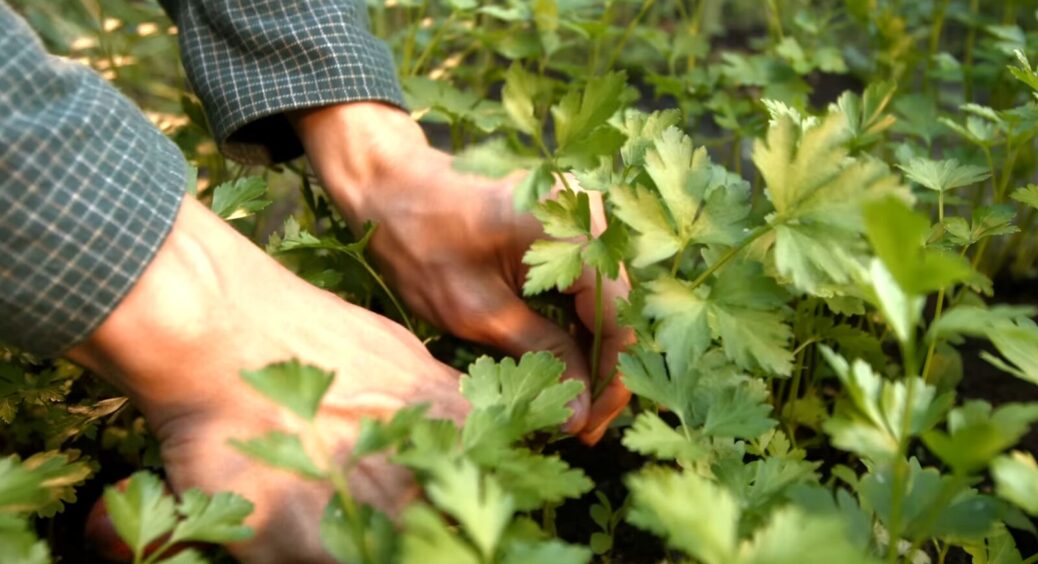Сію петрушку під зиму вже 7-й рік поспіль: мої особисті “ТОП-6” порад для дружних сходів зелені 