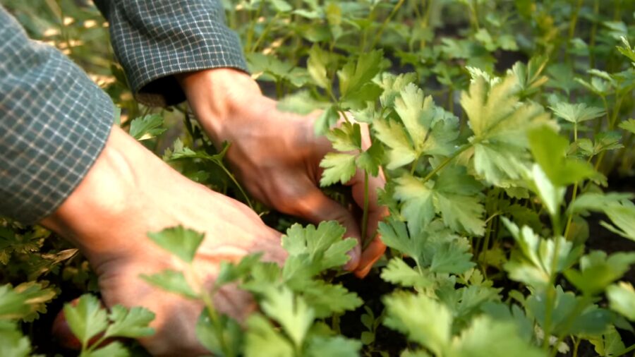 Городники поділилися секретами посадки петрушки під зиму