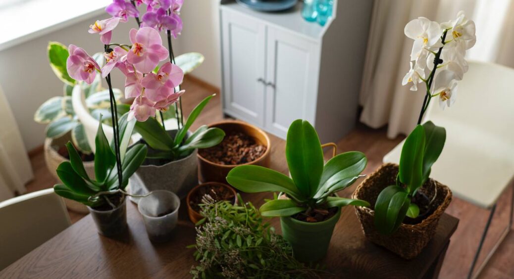 Раз на місяць роблю вечірку для своїх кімнатних рослин: кожній красуні – свій “коктейль” для пишного росту 