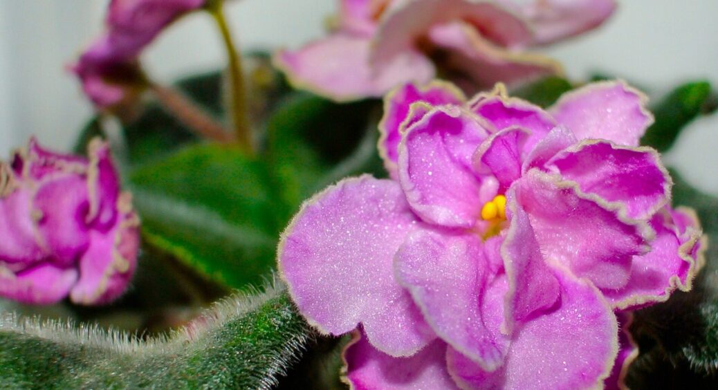 Ніколи не поливаю фіалку, поки не побачу цю 1 ознаку: вона підкаже, коли варто зупинитися – бо “втопите” 