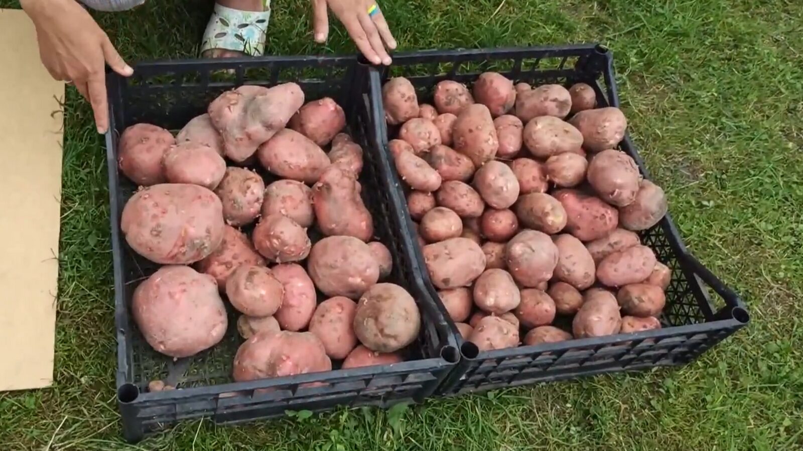 Фермери назвали найурожайніший сорт картоплі для вирощування вдома