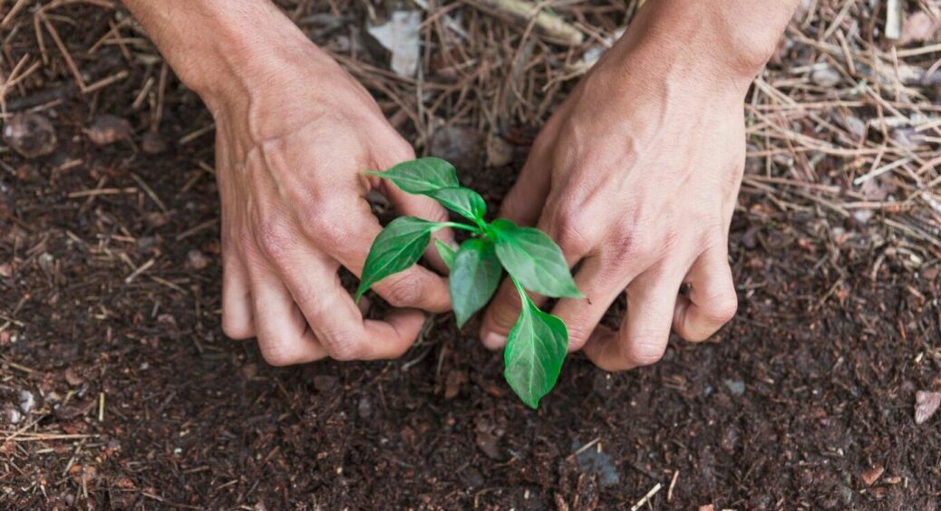 Що потрібно посадити в січні, щоб навесні не бігати в магазин за розсадою? 5 порад від досвідчених фермерів 