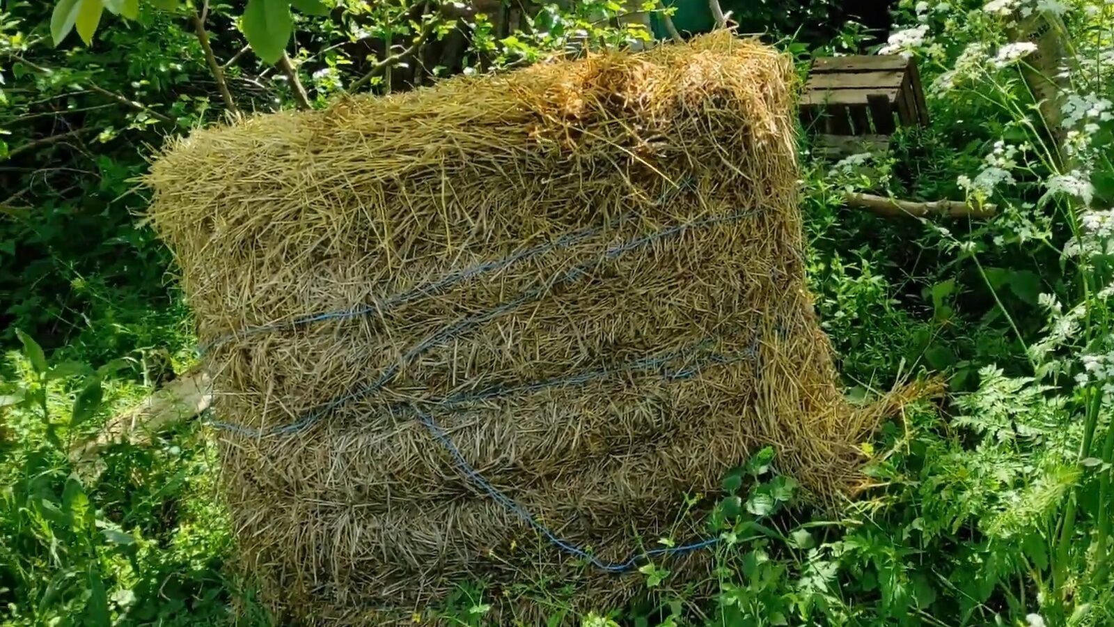 Садівники розповіли, чому мульчування сіном шкодить плодовим деревам