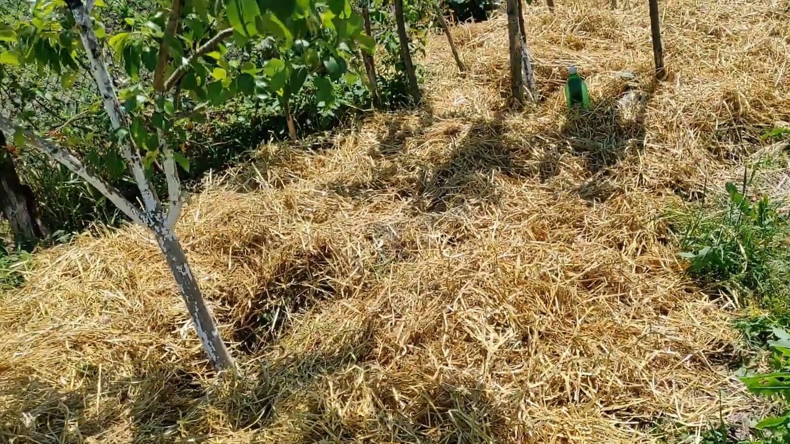 Садівники розповіли, чому мульчування сіном шкодить плодовим деревам