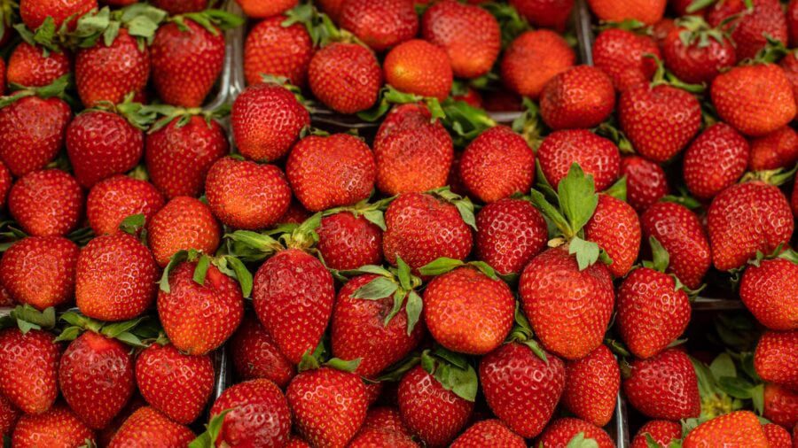 Садівники назвали найкращі сорти полуниці для осінньої посадки