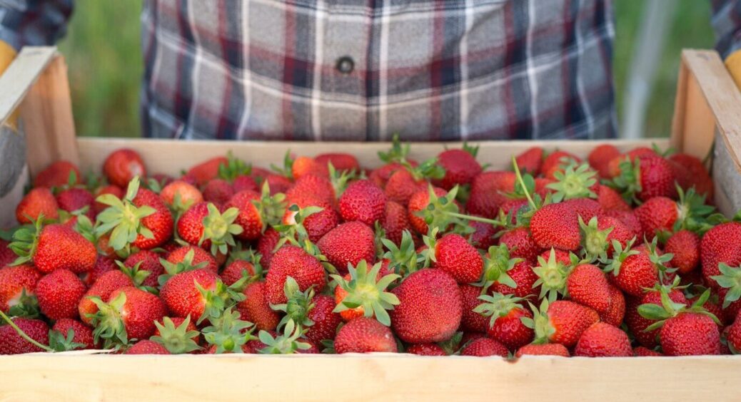 У сусідів полуниця росте як бур’ян: спитала, чим підживлюють — тепер і у мене 100%-й врожай, хоч продавай 