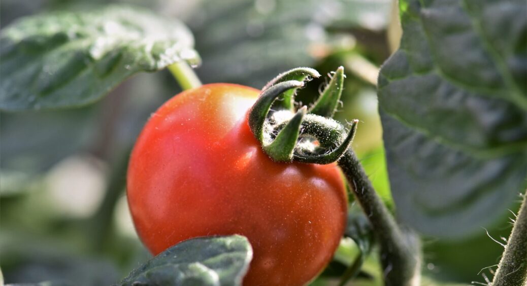 Порівняла врожайність 13 сортів помідорів, з яких 7 – гібриди: кращого за цей “український томат” не знайшла 