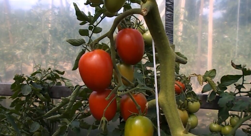 “Космонавта Волкова” не сію, бо дає 70% пустоцвітів, а цей диво-сорт томатів росте, як на дріжджах 
