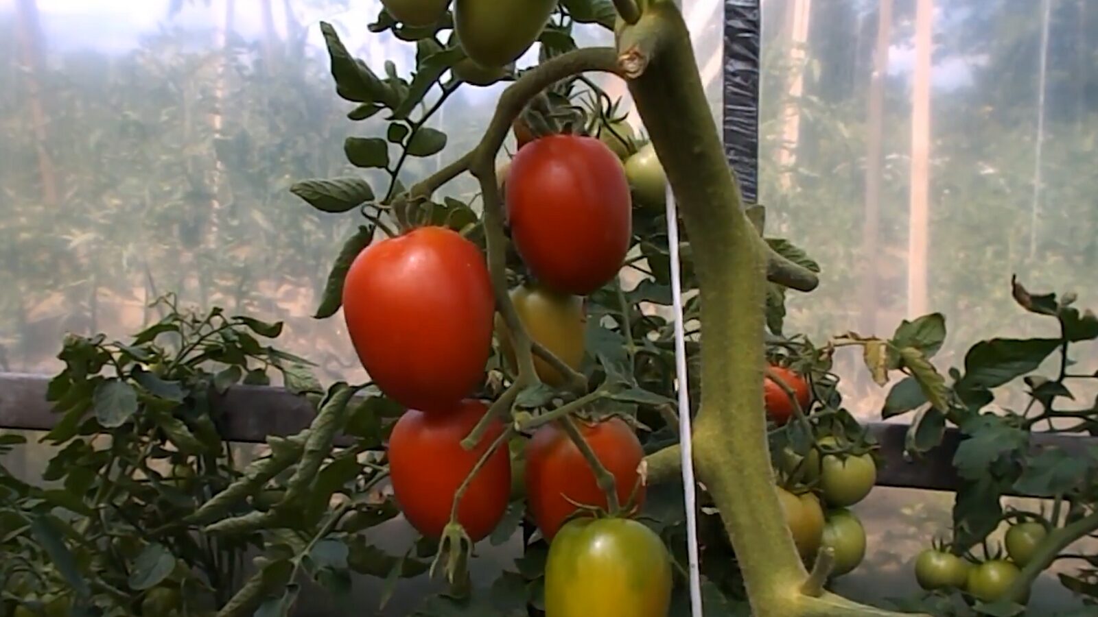 Городники назвали сорт томатів, який вразив своєю врожайністю