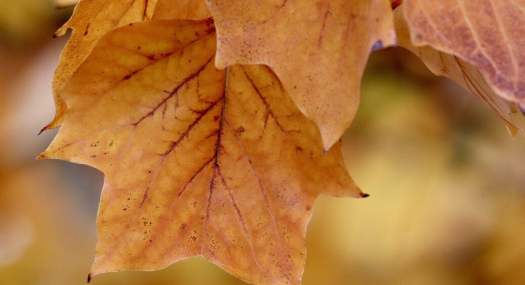 Знайшла 3 способи використання опалого листя: багаття не розводжу, а користі для городу – в 15 разів більше! 