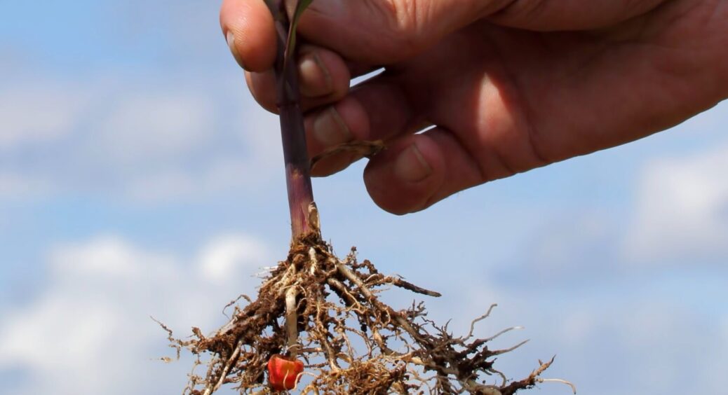 Купувала коренеутворювачі за 200 грн – поки не дізналась про цей трюк: тепер живці вкорінюються за 7 днів 