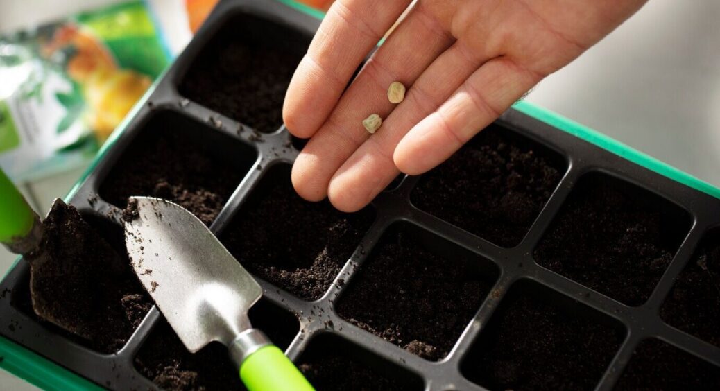 Кидаю 1 щіпку цього у воду для замочування насіння — мої сходи завжди рівні й сильні: перевірено досвідом 