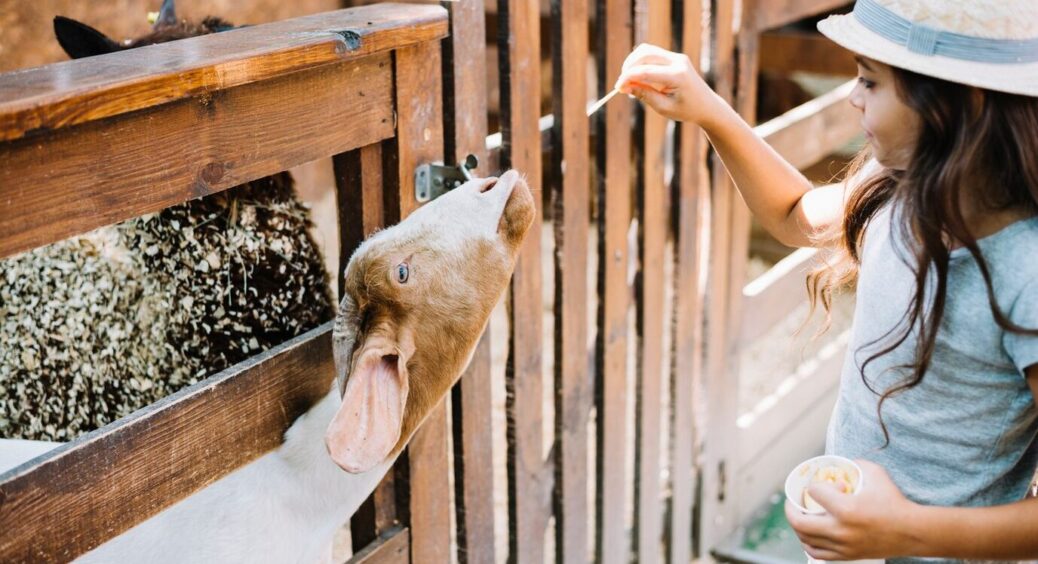 Дерев’яний паркан у мене на дачі служить вже 17-й рік: це тому, що зробили правильне просочення деревини 