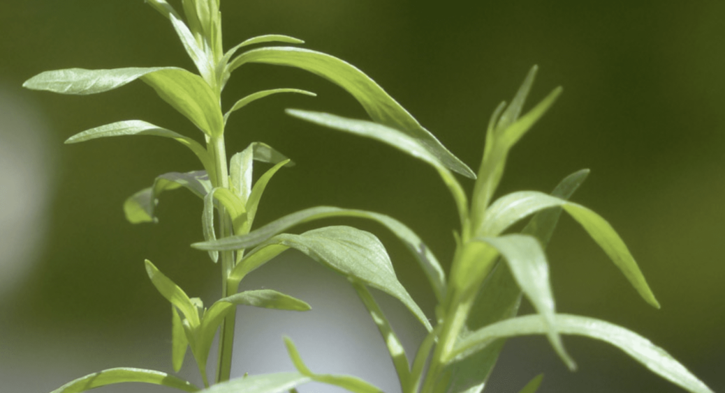 Посадила на городі естрагон – радію кожен день: раніше не знала, що в ньому стільки корисних властивостей 