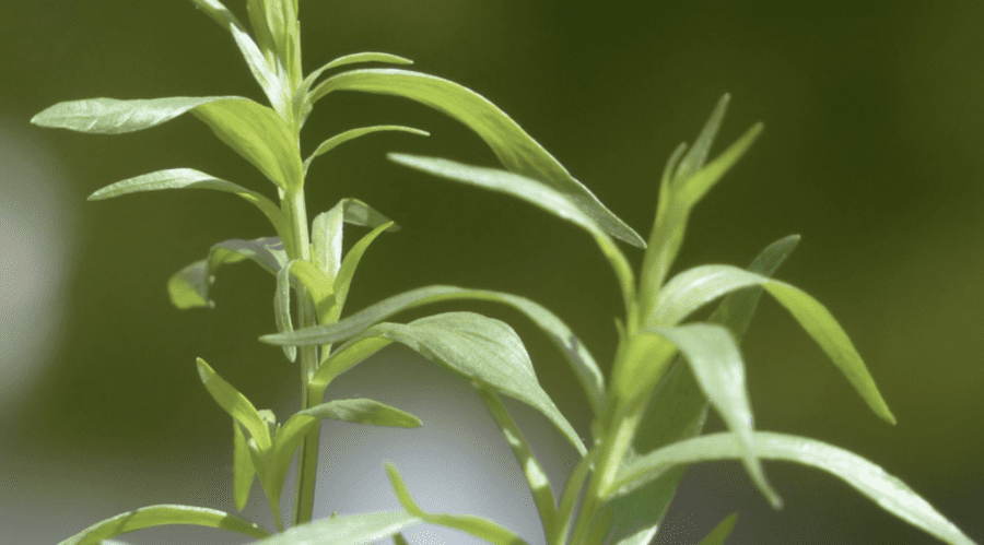 Дачники розповіли, в чому користь естрагону на городі 